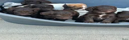 Cockapoo dogs for sale: Cockapoos lovely chocolate puppies - Advert 13