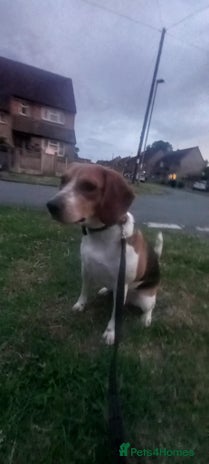 Beagle dogs - Advert 2