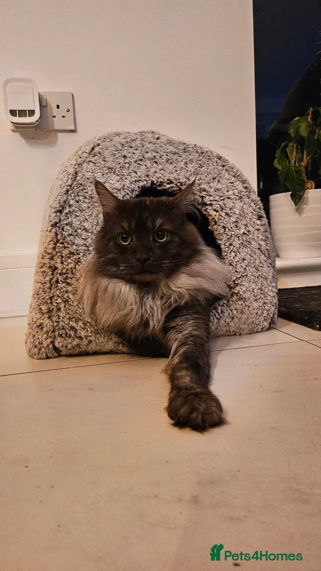 Maine Coon cats for sale: Gorgeous Fluffy Maine Coon Kittens  - Advert 2