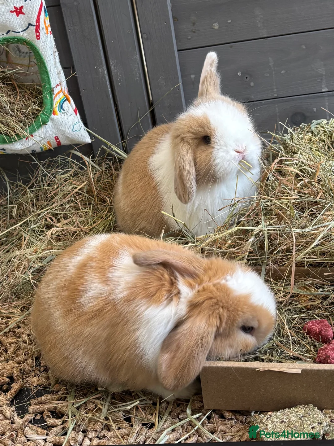 Mini Lop rabbits for sale: 2 Pure Mini Lops - Available 27th Feb - Advert 13