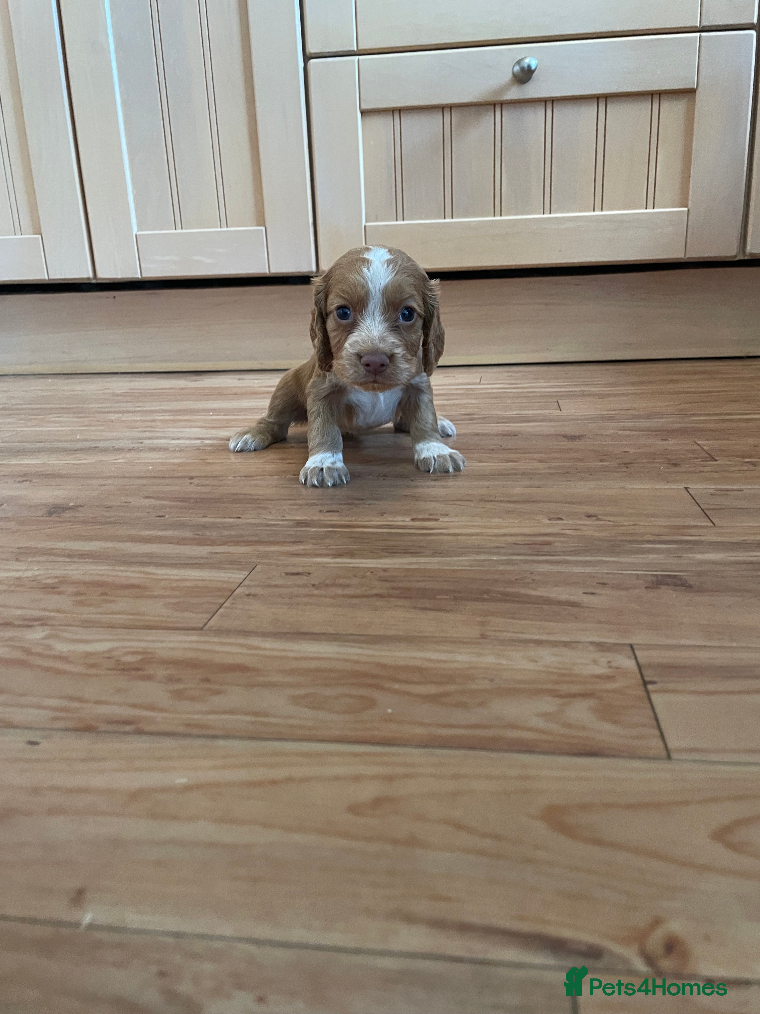 Cocker Spaniel dogs Beautiful KC working cocker spaniel puppies  - Advert 5
