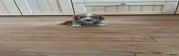 Cocker Spaniel dogs for sale: Beautiful working cocker spaniel puppies  - Advert 4