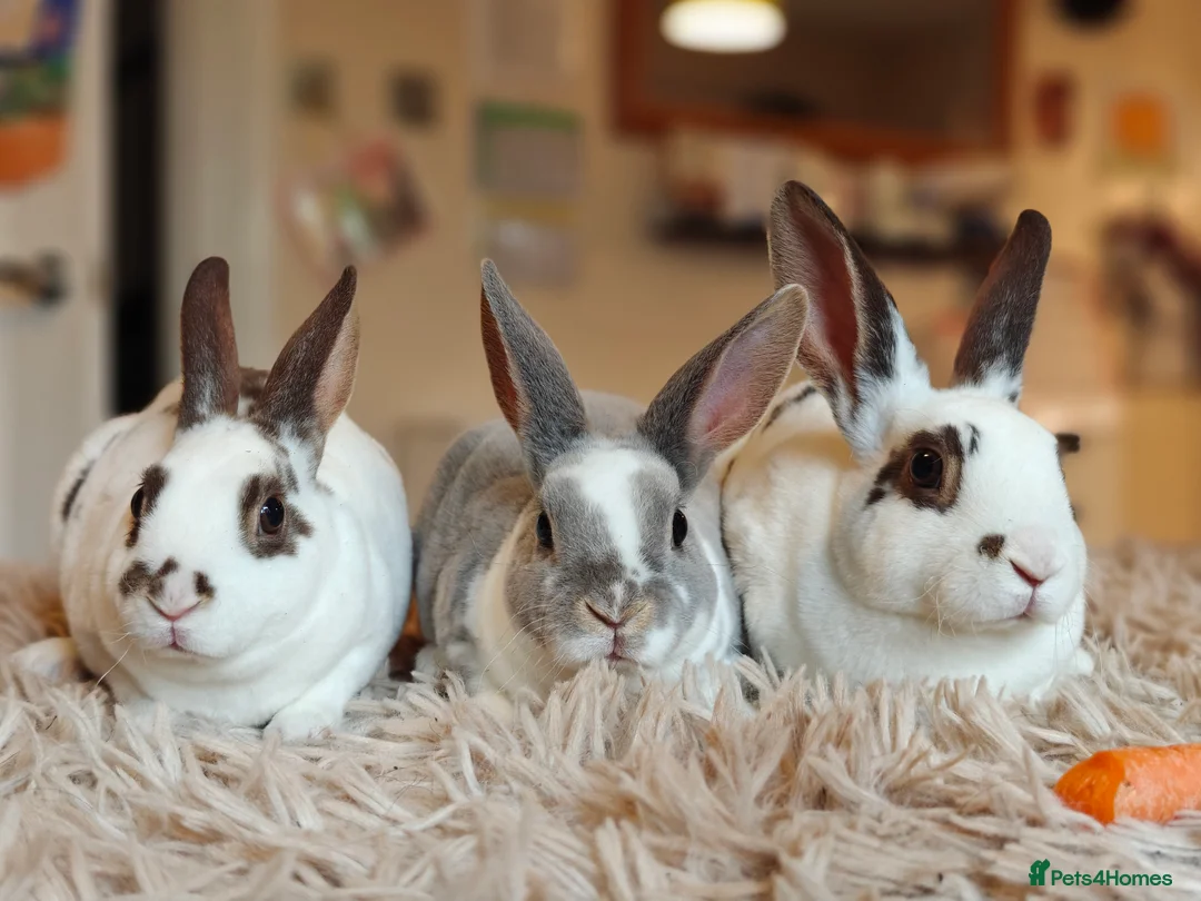 Rex rabbits for sale: Mini Rex Does - Advert 11
