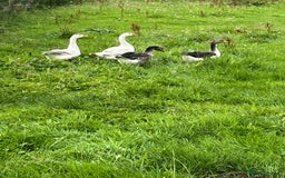 Mixed Breed birds for sale: 4 embden geese for sale  - Image 2