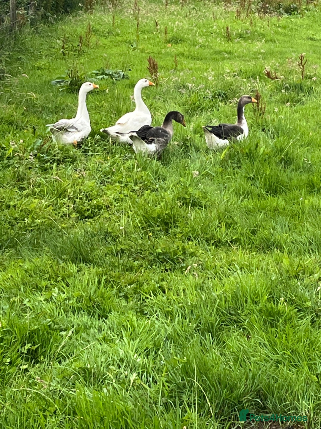Mixed Breed birds for sale: 4 embden geese for sale  - Image 2