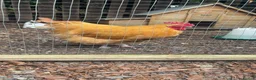 Chickens poultry for sale: Buff Orpington Cockerel - Advert 2