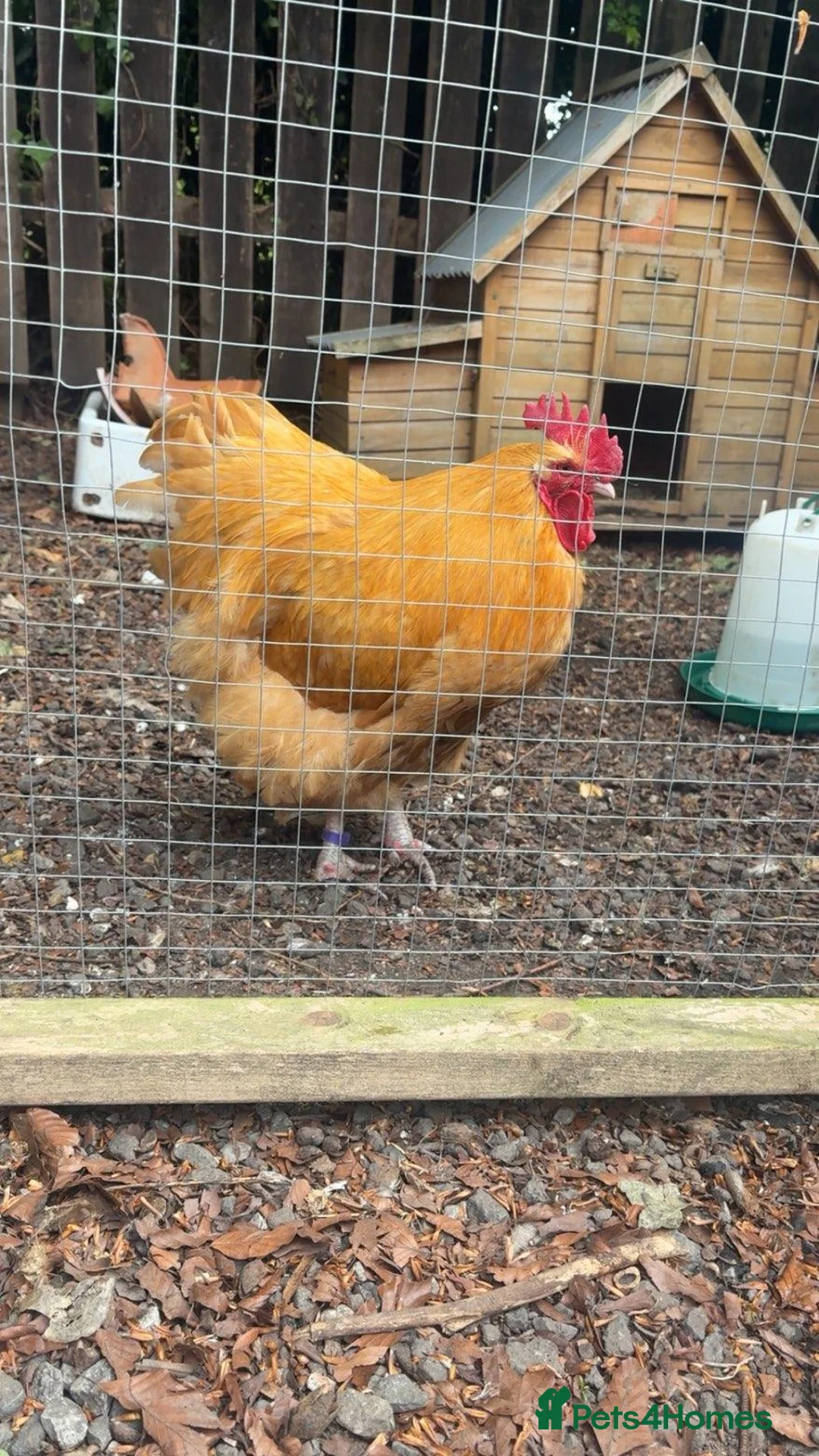 Chickens poultry for sale: Buff Orpington Cockerel - Advert 2