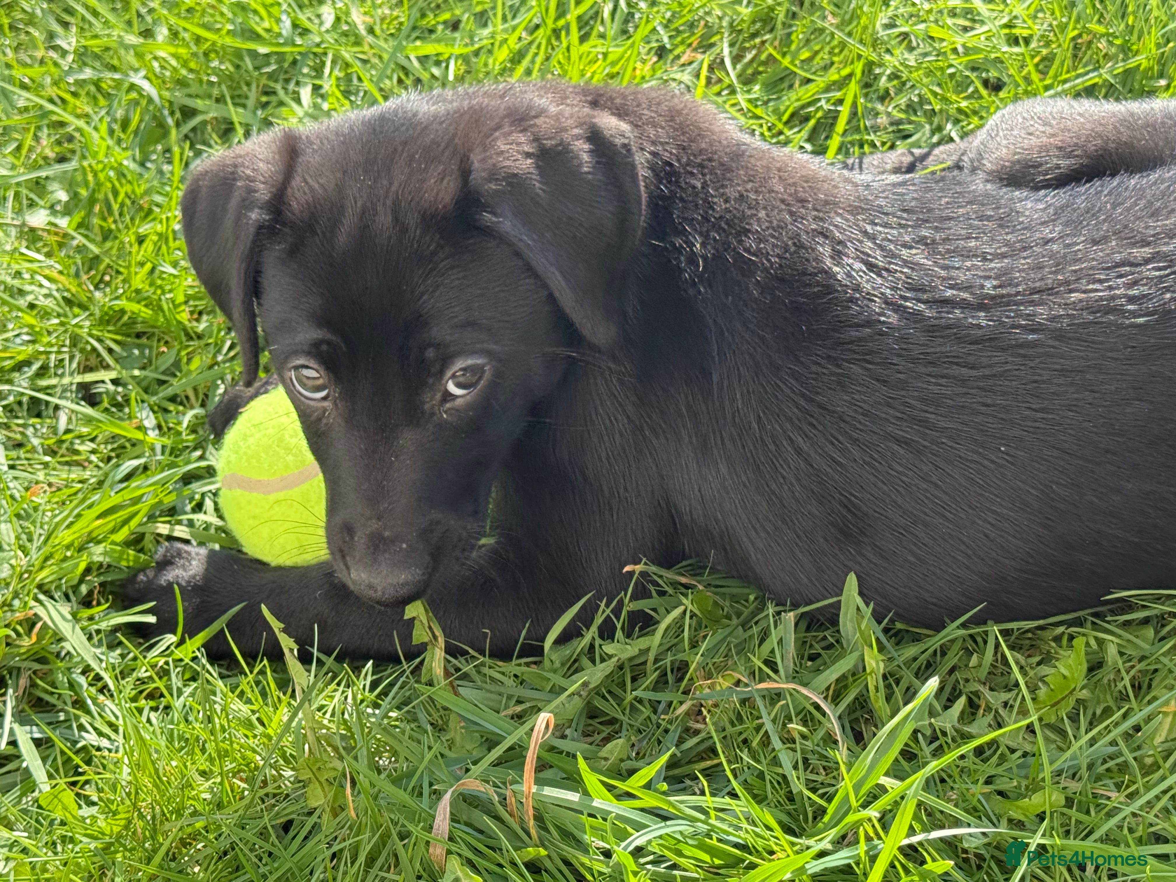 Mixed Breed dogs Lovely whippet cross pup for sale - Advert 2