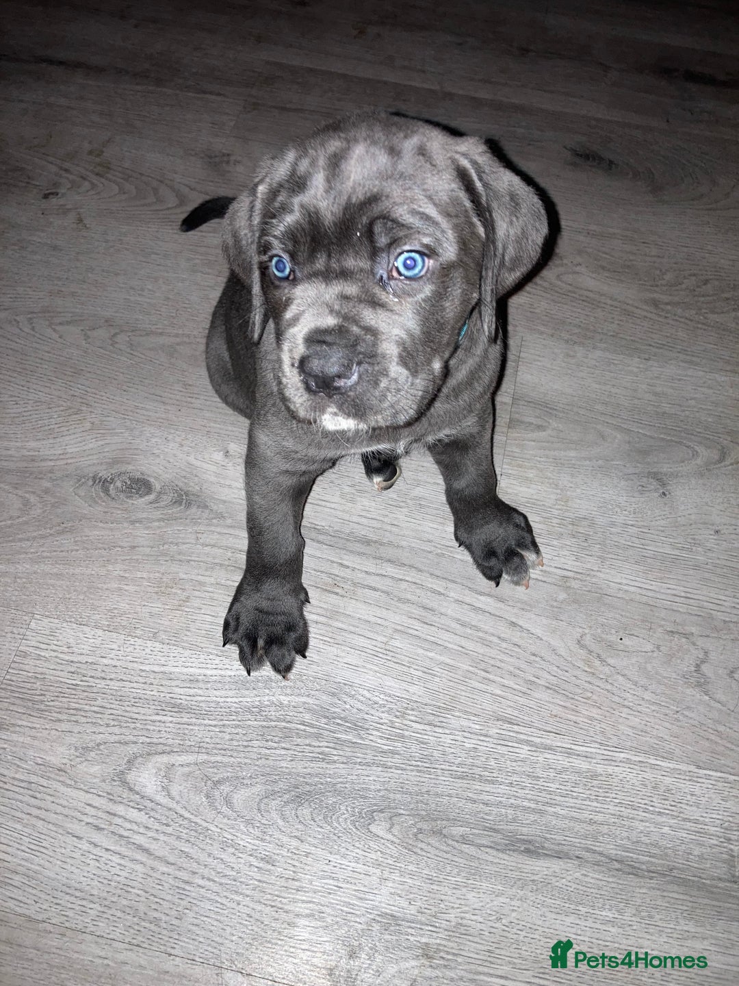 Cane Corso dogs for sale: Big furry floofballs - Advert 5