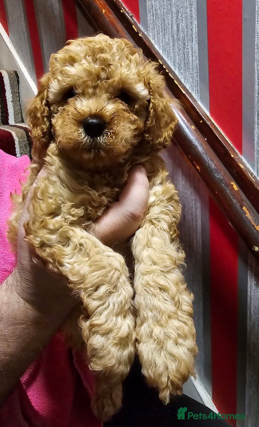 Cavapoo dogs for sale: For sale  - Advert 8