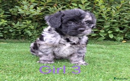 French Bulldog dogs for sale: French Bulldog Froodle Puppies  - Image 26