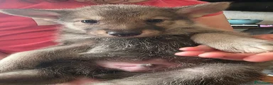 Papa Pooch