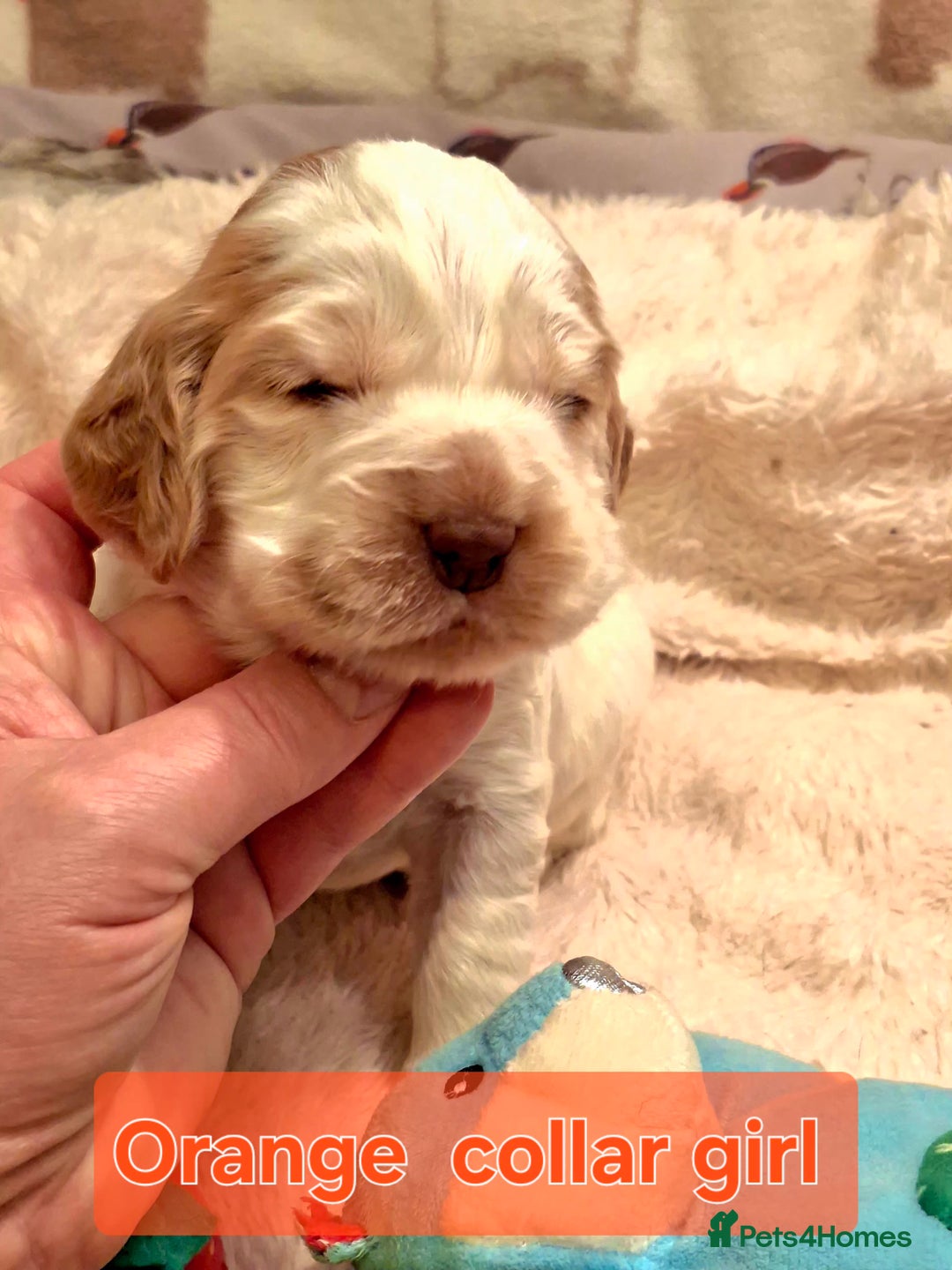 Cocker Spaniel dogs for sale: KC Registered Stunning Show tipe cocker spaniel  - Advert 9