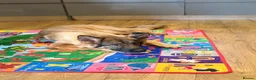 German Shepherd dogs for sale: Gentle 2 year old SPAYED German Shepherd in Exeter - Advert 3