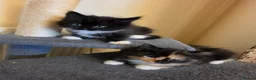 Mixed Breed cats for sale: 3 beautiful kittens - Advert 6