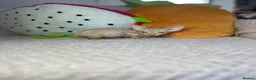 Sphynx cats for sale: Canadian bambino Sphynx kittens  - Advert 19