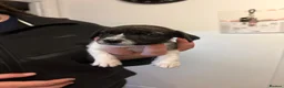 Jack Russell dogs for sale: Beautiful bob tail jack Russle puppies - Advert 6