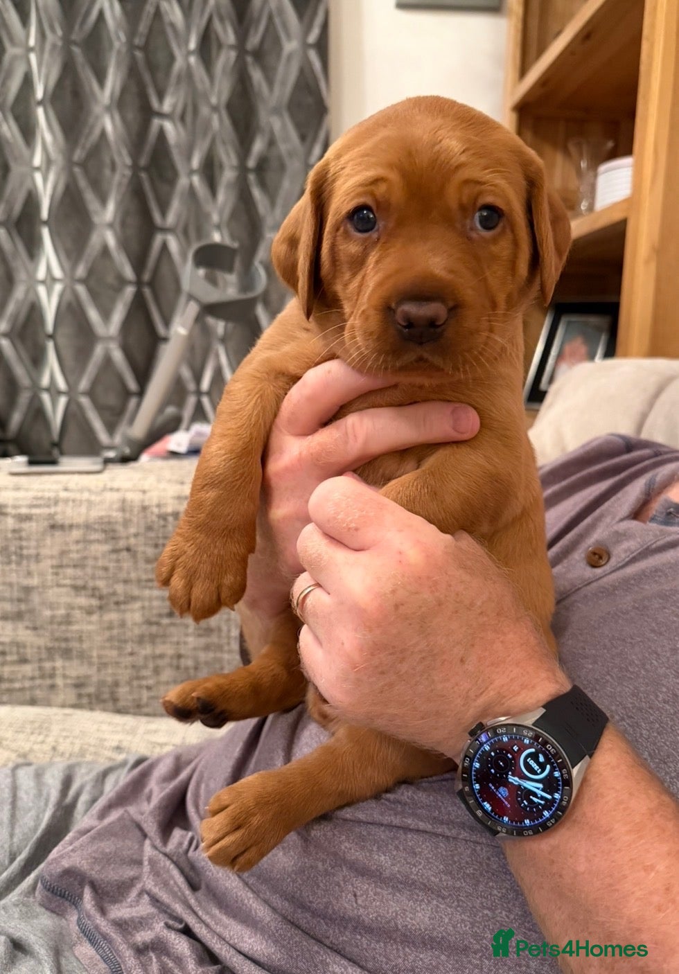 Labrador Retriever dogs Red Fox Labradors - Advert 2