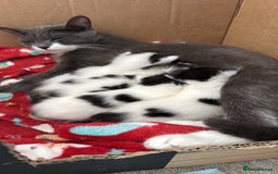 Domestic Shorthair cats for sale: * PLEASE READ* 2 kittens 6 months old  - Image 6