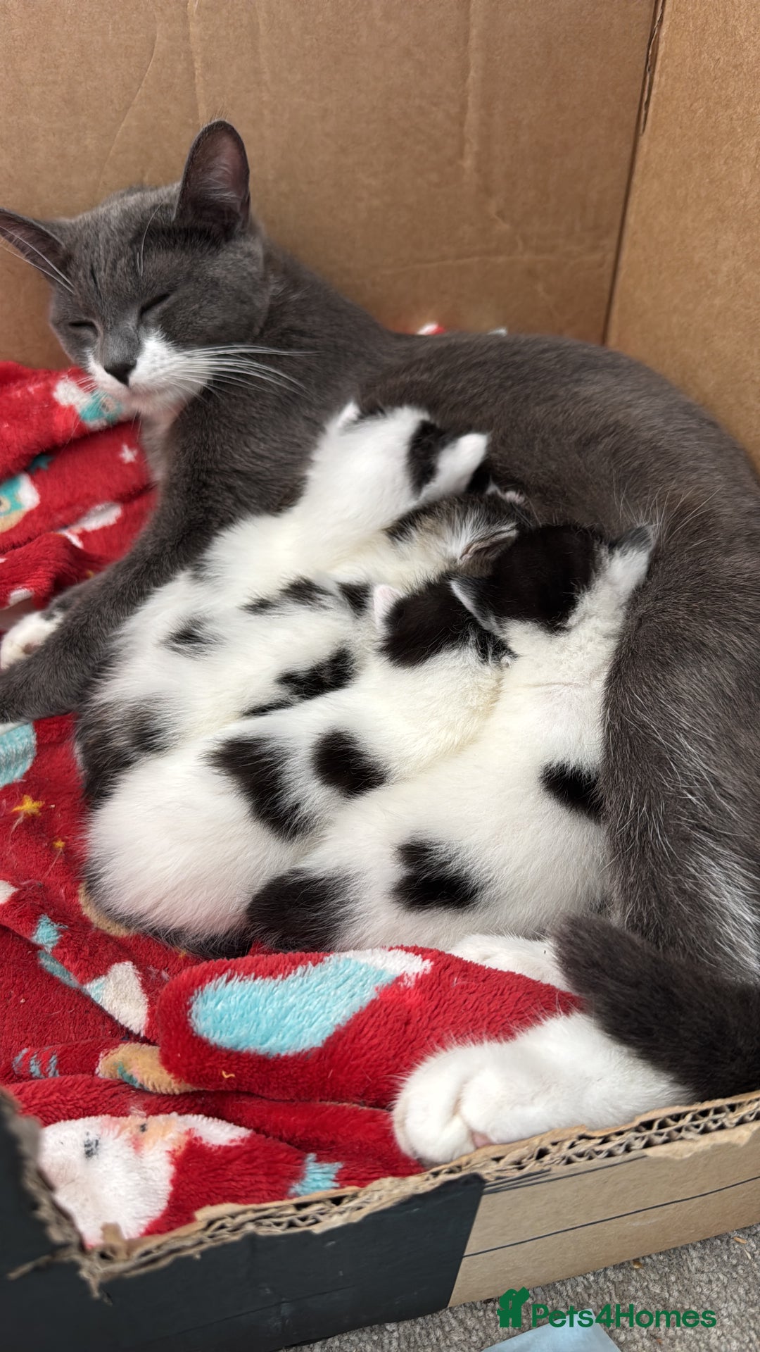 Domestic Shorthair cats for sale: * PLEASE READ* 2 kittens 6 months old  - Image 6