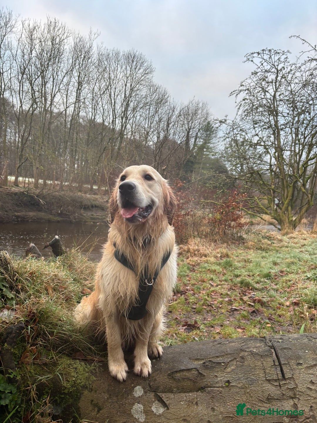 Golden Retriever dogs for stud: 🐾 Proven Golden Retriever Stud Available 🐾 - Advert 6