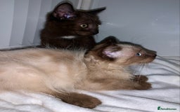 Mixed Breed cats for sale: Beautiful kittens Ready now Open to offers  in Chester - Image 23