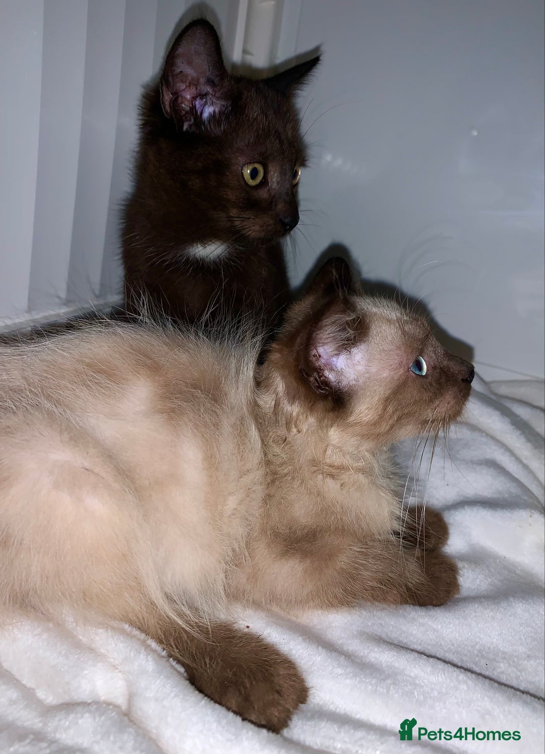 Mixed Breed cats for sale: Beautiful kittens Ready now Open to offers  in Chester - Image 23