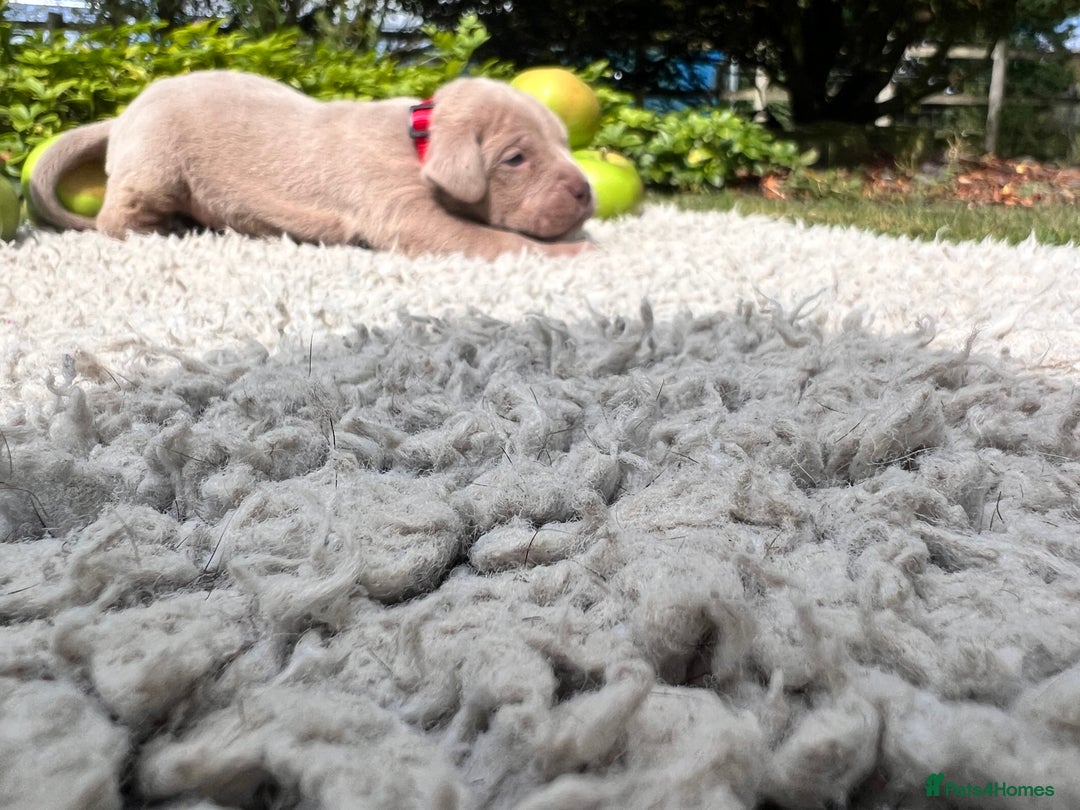 Cane Corso dogs for sale: Exceptional litter, Italian Cane Corsos, ICCF Peds - Image 9