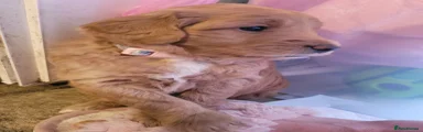  Goldendoodle Puppy 1