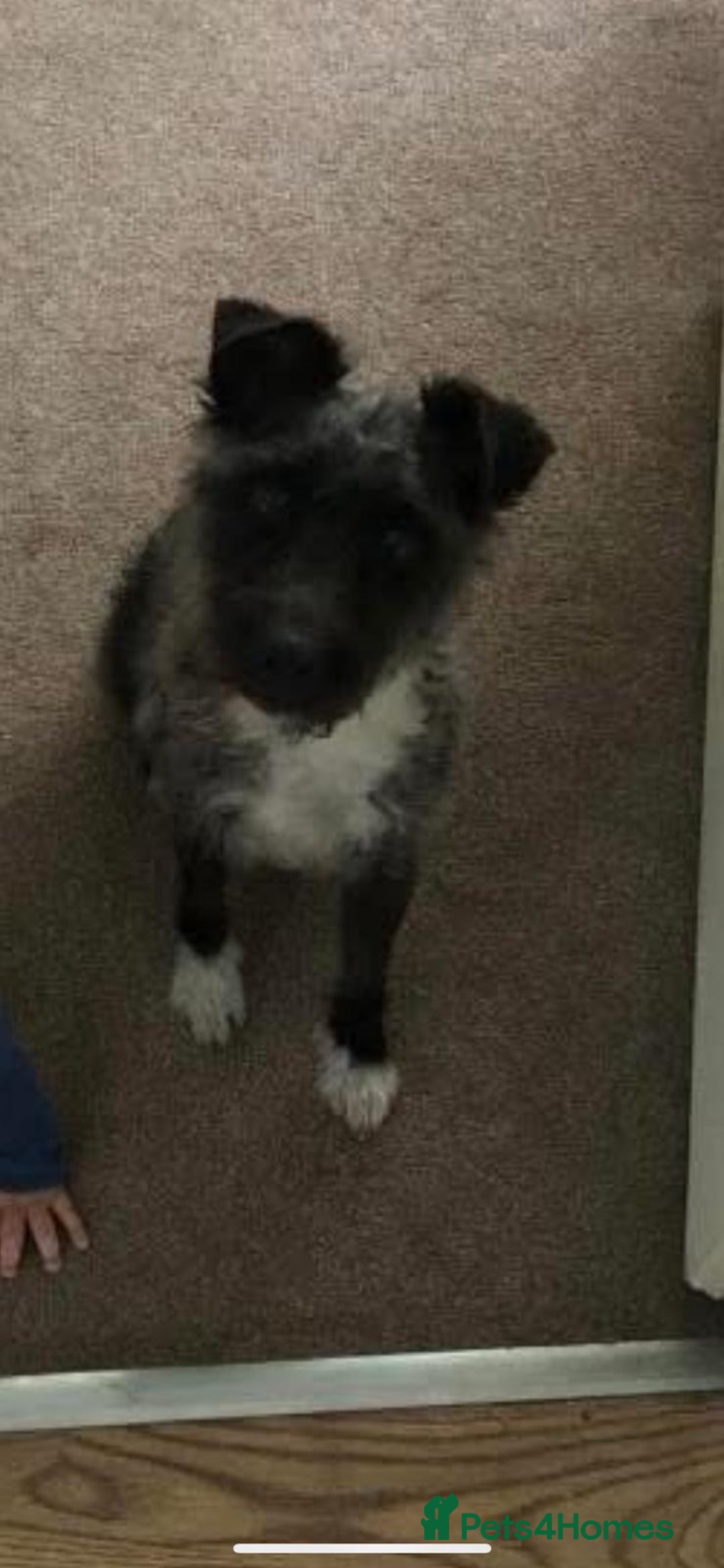 Patterdale Terrier dogs for sale: Female patterdale terrier for rehoming  - Advert 3