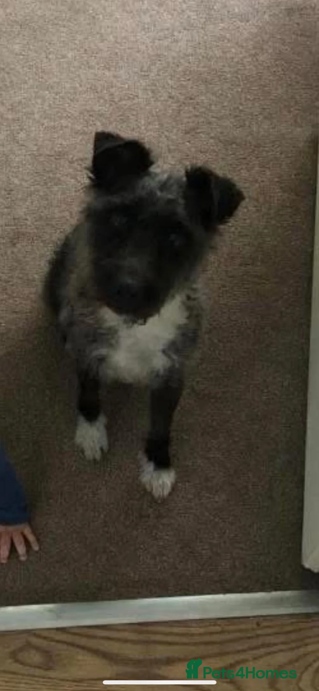 Patterdale Terrier dogs for sale: Female patterdale terrier for rehoming  - Advert 3