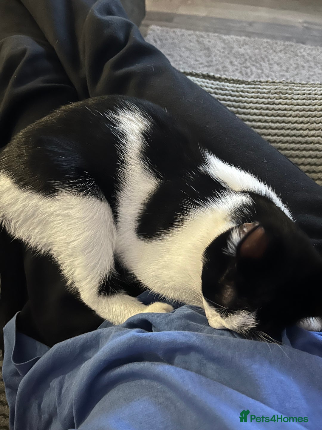 Mixed Breed cats for sale: 10 month old girl  - Image 3