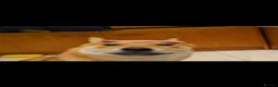 Japanese Shiba Inu dogs for stud: Shiba Inu for stud - Advert 9