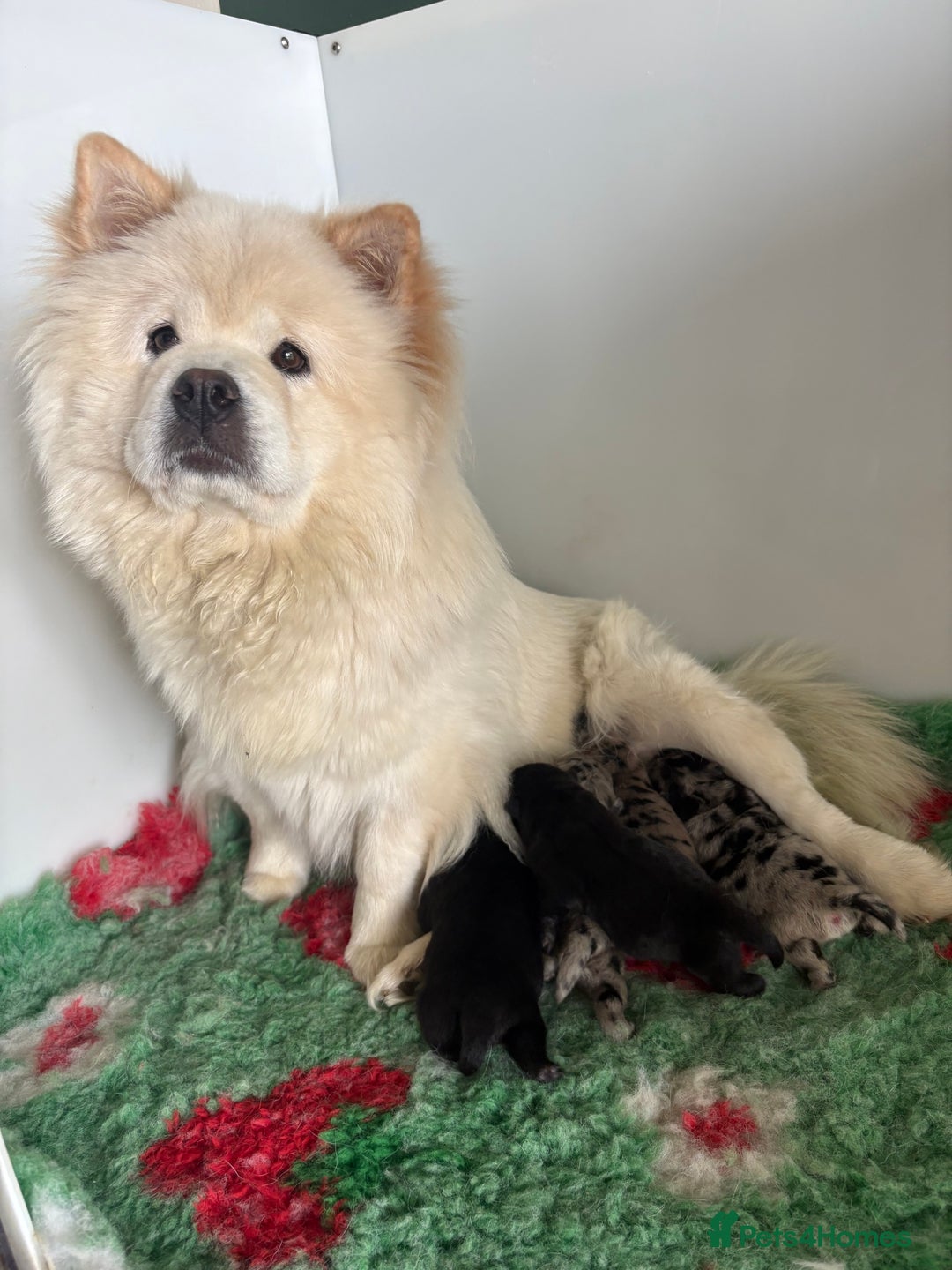 Chow Chow dogs for sale: Ocean Eyed Bear faced Chow Chows  - Image 4