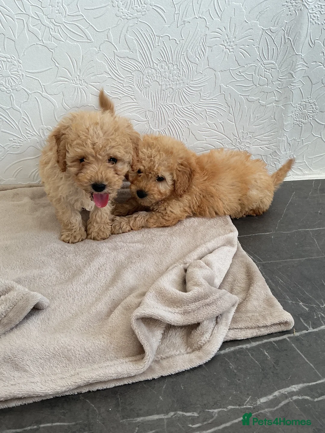 Cavapoo dogs for sale: Cavapoos  in Southampton - Advert 5