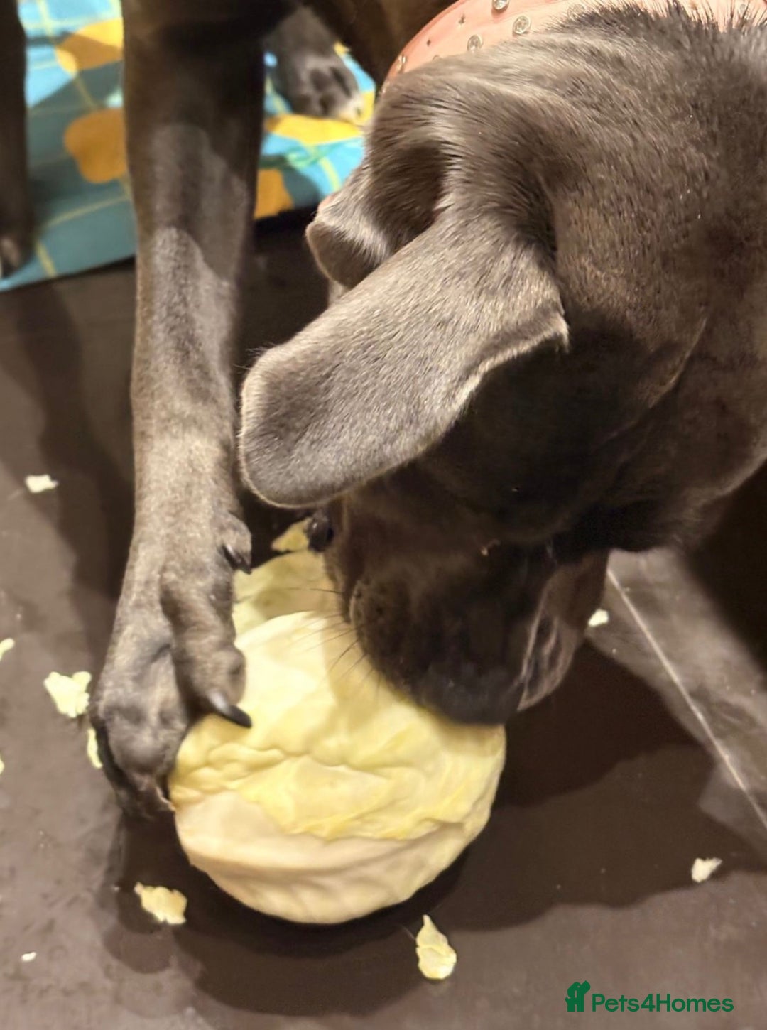 Cane Corso dogs for sale: 9 month old cane corso - Advert 3