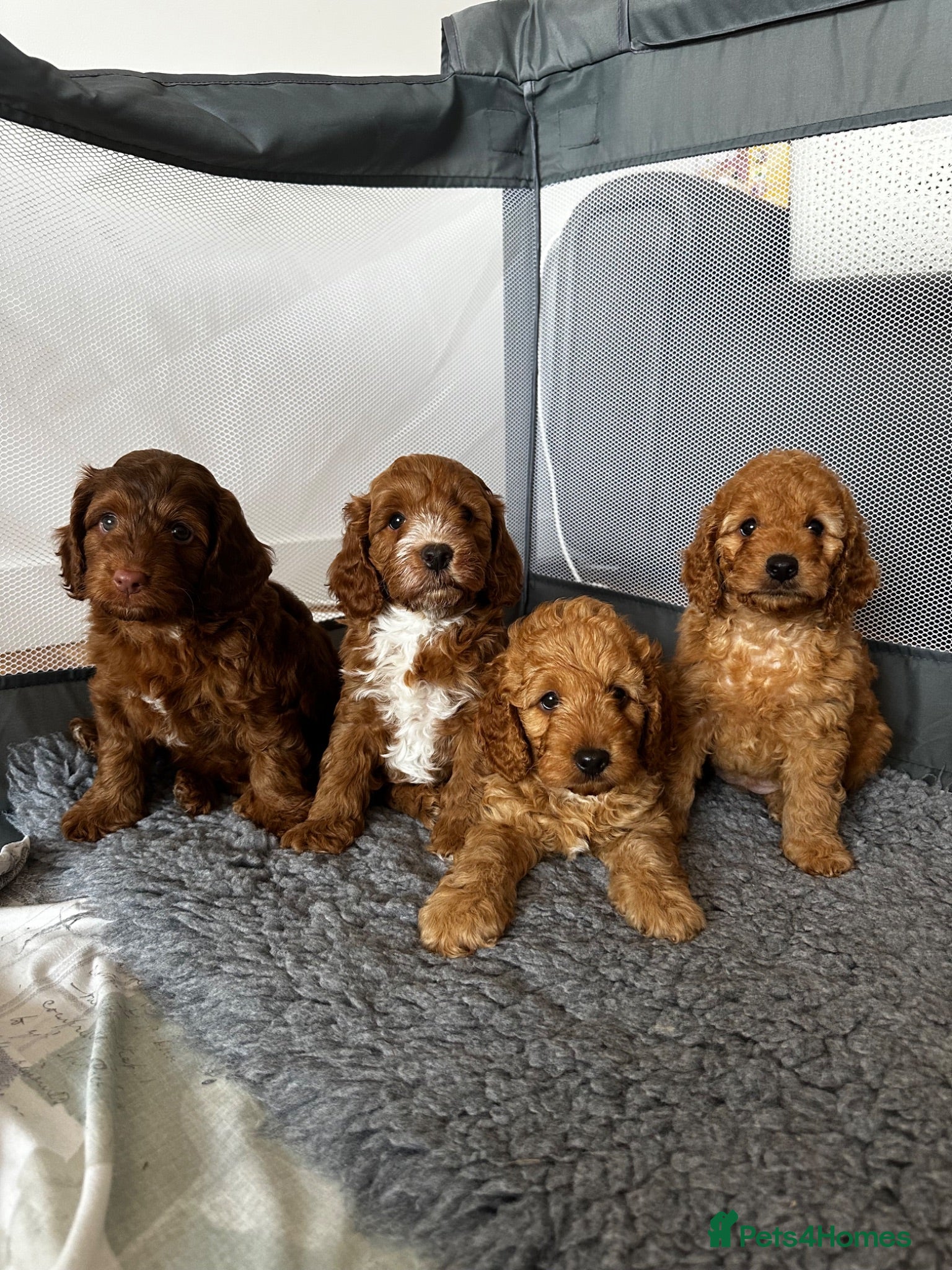 Cockapoo dogs 4 beautiful miniature F1b cockapoo puppies  - Advert 9