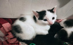 Mixed Breed cats for sale: 8 weeks old Kitten, Female - Image 24