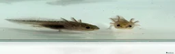 Axolotl reptiles for sale: Axolotl  - Advert 3