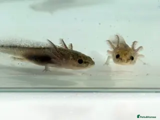 Axolotl reptiles Axolotl - Advert 5