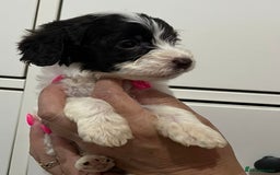 Cockapoo dogs for sale: Cocapoo - Image 9