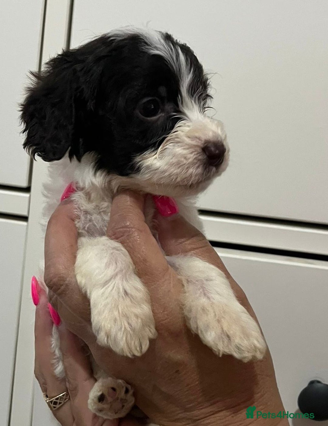 Cockapoo dogs for sale: Cocapoo - Image 9