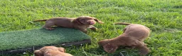 Cocker Spaniel dogs for sale: FTCH CHAMPION WORKING COCKERS  in Nottingham - Advert 9