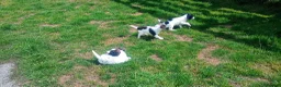 English Springer Spaniel dogs for sale: English springer spaniel pups  - Advert 10