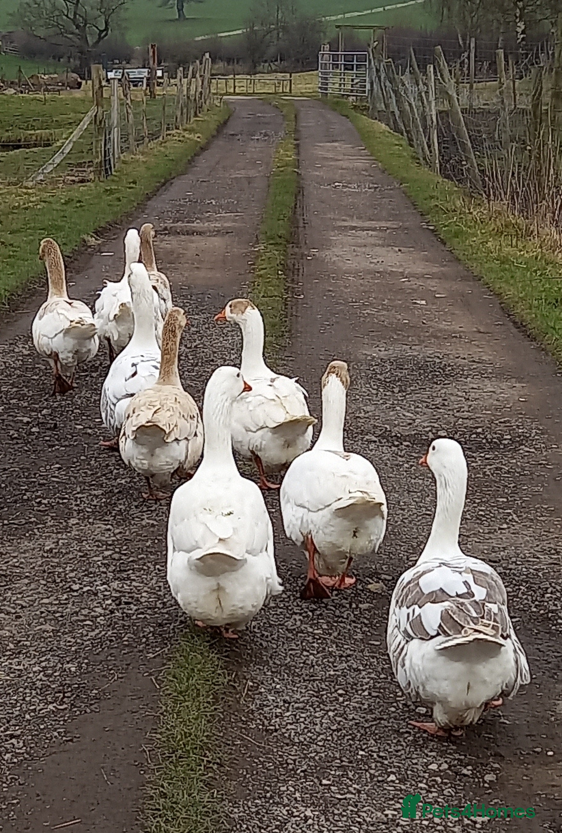 Geese poultry Fresh goose eggs from our mixed farm flock  - Advert 6