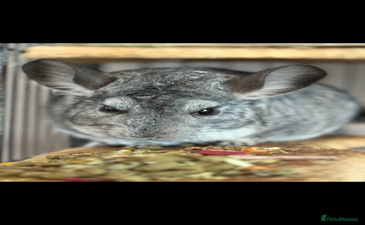 Chinchilla rodents Female and male - Advert 2