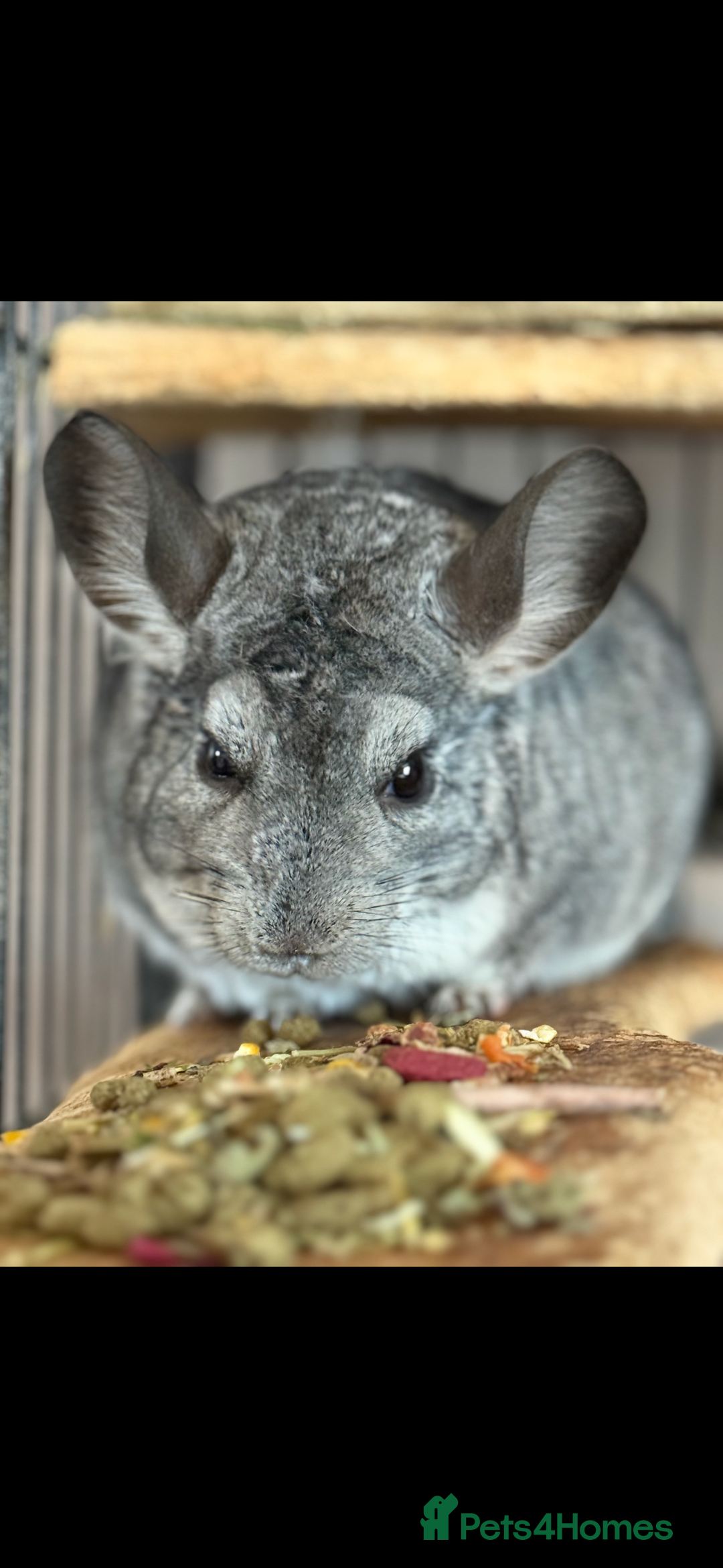 Chinchilla rodents for sale: Female and male - Advert 1