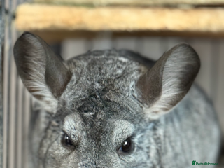 Chinchilla rodents Female and male - Advert 1