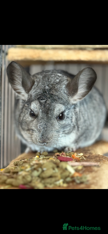 Chinchilla rodents Female and male - Advert 1