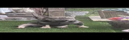 French Bulldog dogs for sale: Puppy frenchies for sale - Advert 7